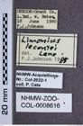 Etiketten zu Pheletes lecontei (NHMW-ZOO-COL-0008616)
